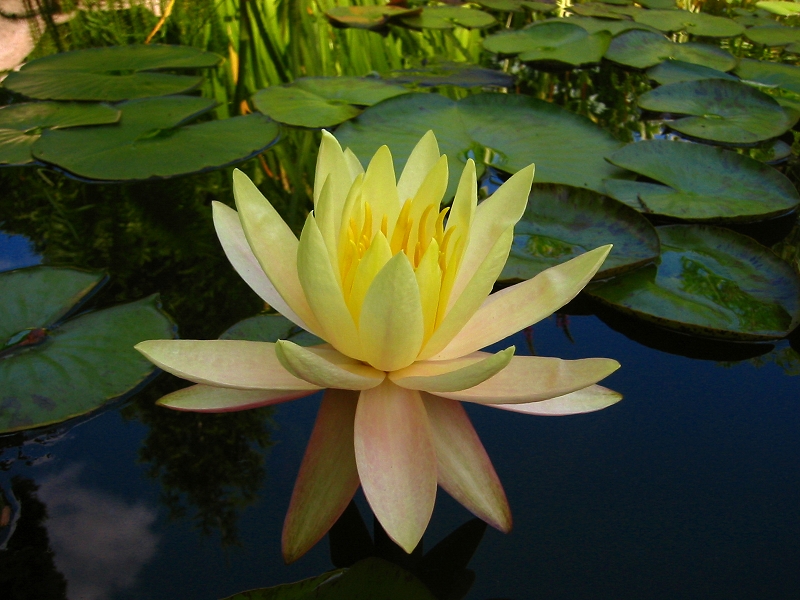 Nymphaea 'Texas Dawn'