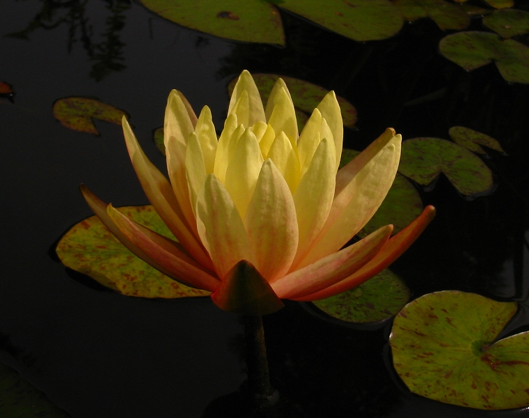 Nymphaea 'Texas Dawn'