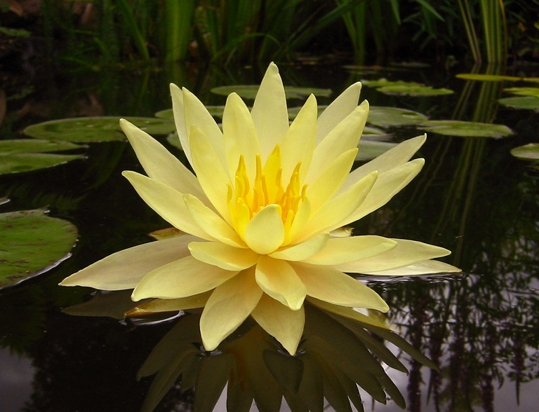 Nymphaea 'Texas Dawn'