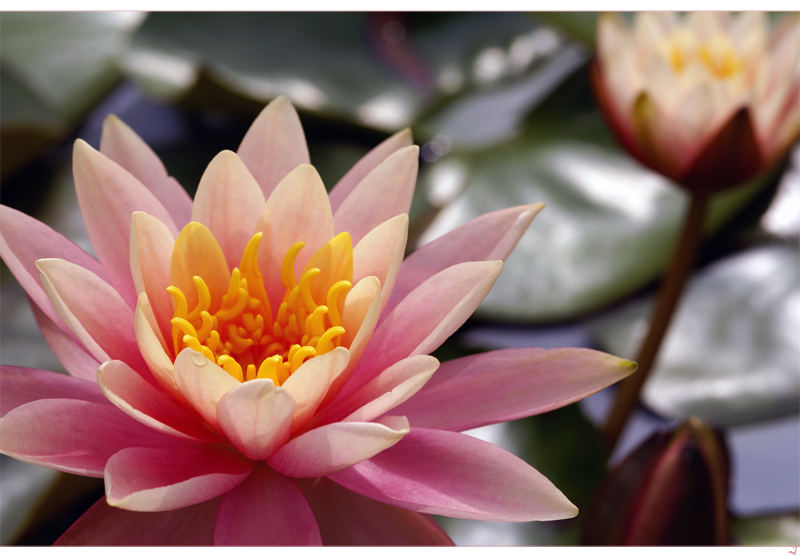 Nymphaea - Water Lily