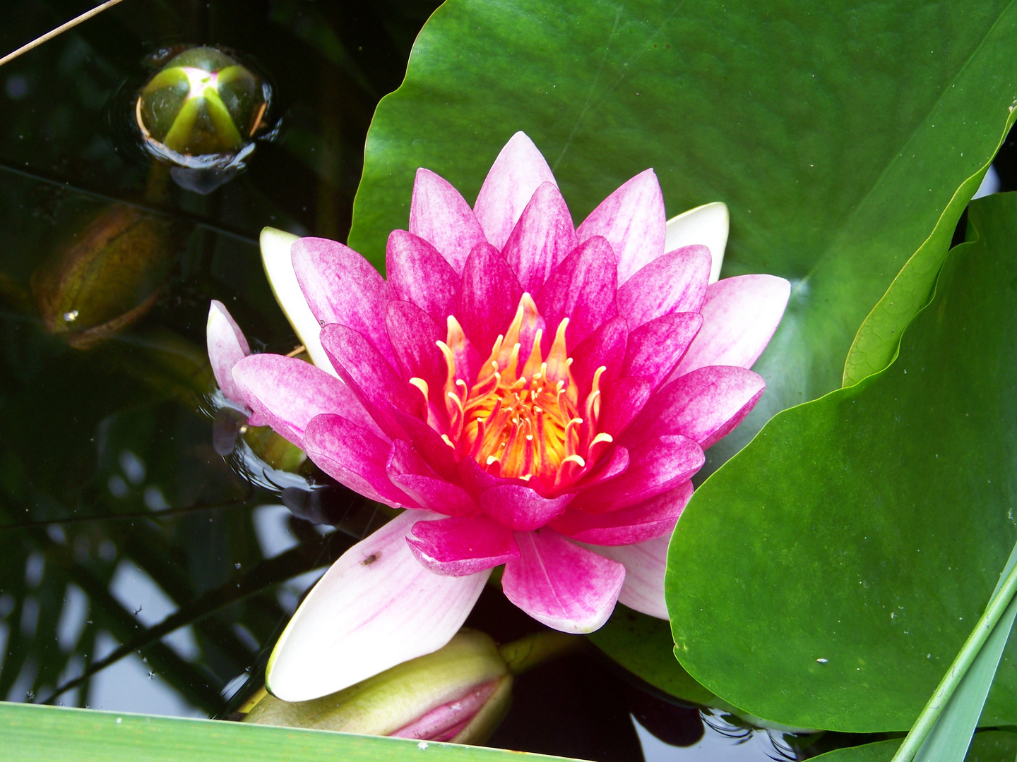 Nymphaea x hybrida " Attraction"