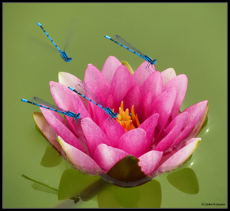 Nymphaea x hybrida & coenagrion puella