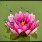 Nymphaea x hybrida & coenagrion puella