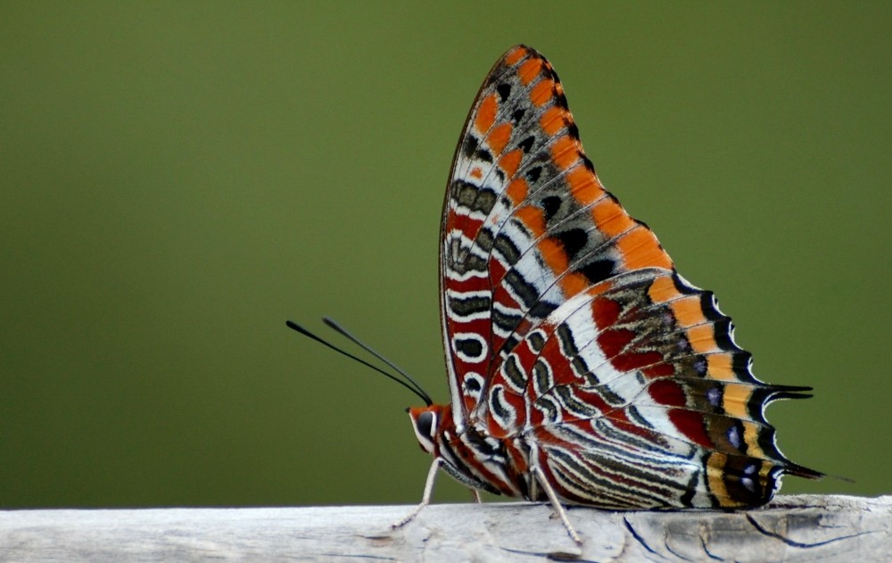 Nymphale de l'arbousier