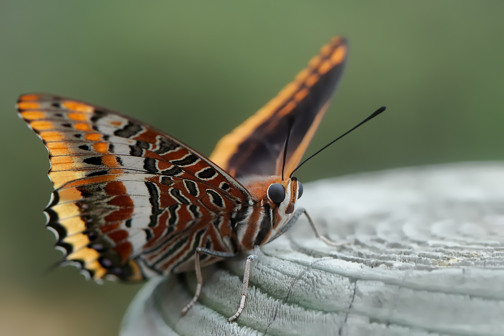 Nymphale de l'arbousier