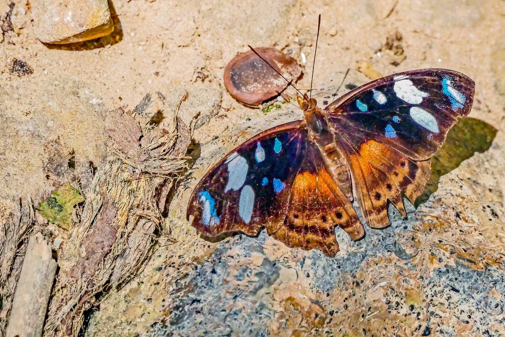 Nymphalidae, Biblidinae, Myscelia capenas octomaculata