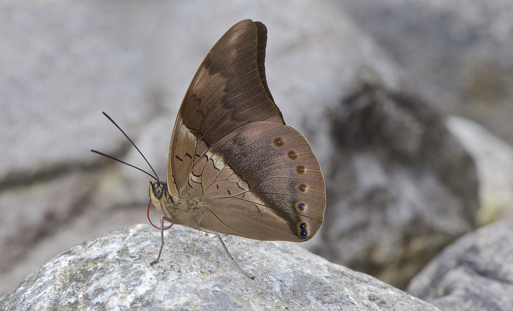 Nymphalidae sp. aus dem Bergregenwald von Peru