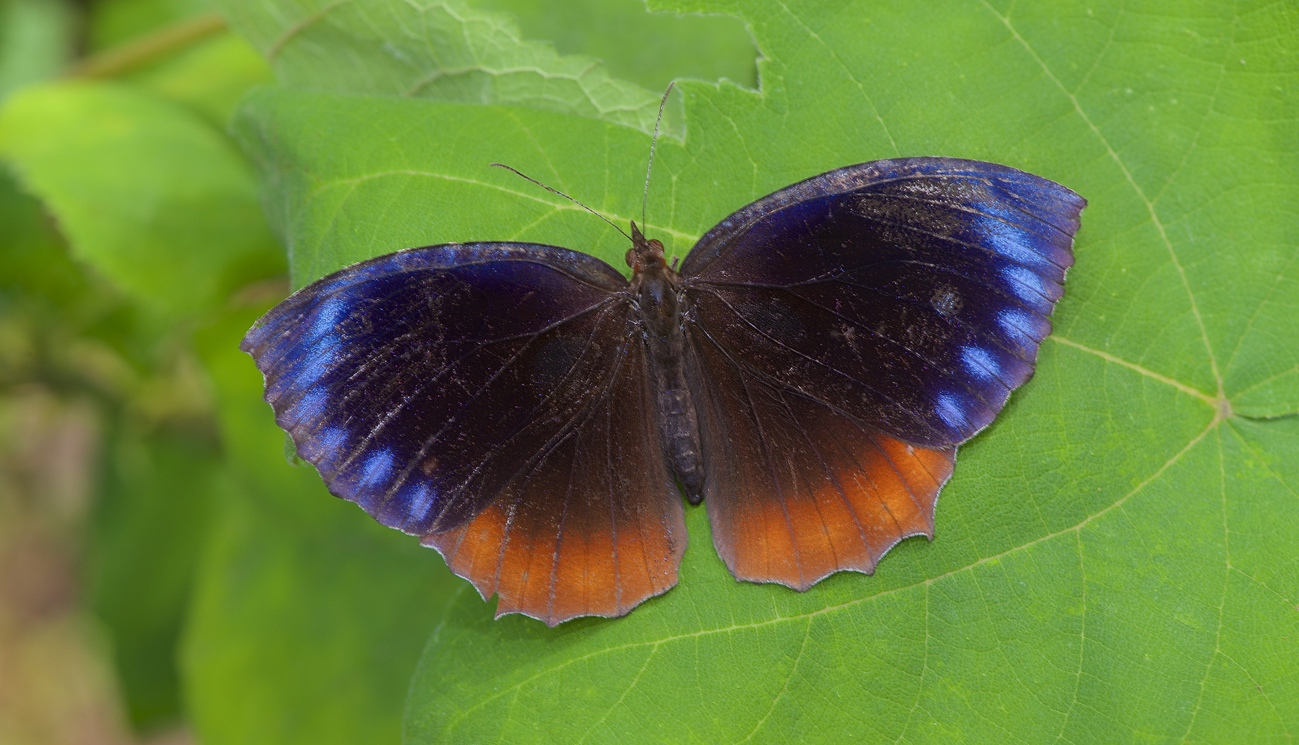 Nymphalidae sp. aus dem Tropischen Regenwald von Thailand