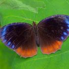 Nymphalidae sp. aus dem Tropischen Regenwald von Thailand