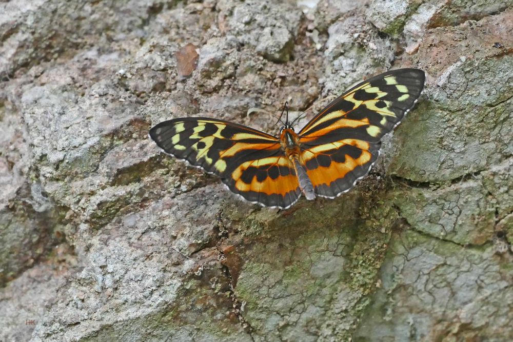 Nymphalidae,  Tithorea harmonia, Harmonia Tigerwing.