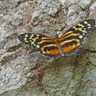 Nymphalidae,  Tithorea harmonia, Harmonia Tigerwing.