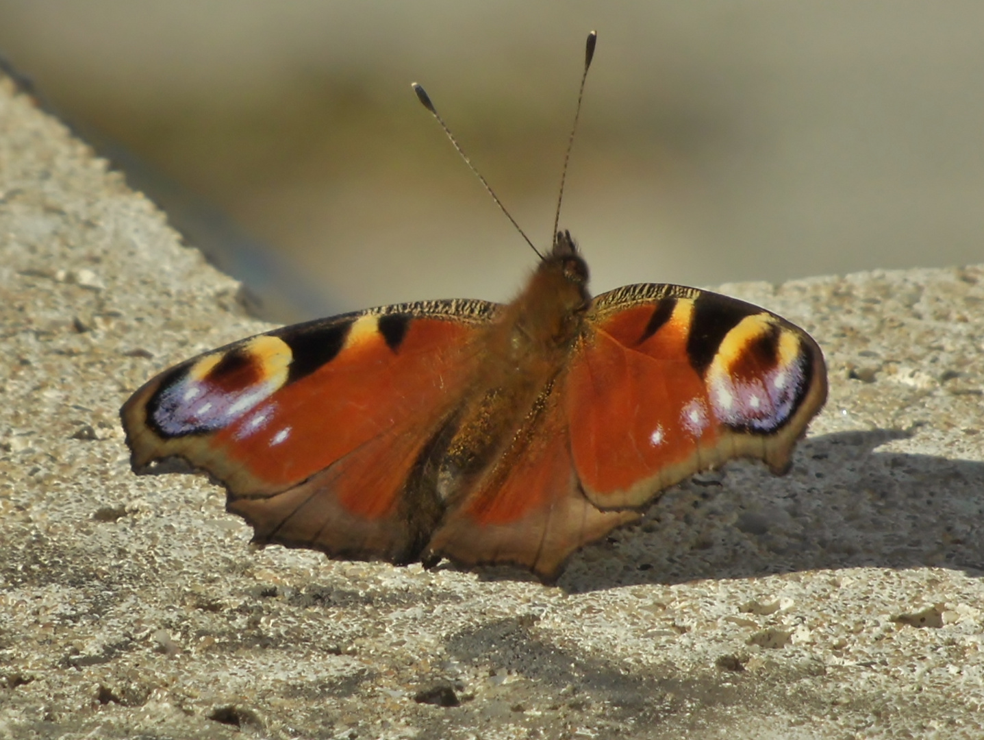 Nymphalis io