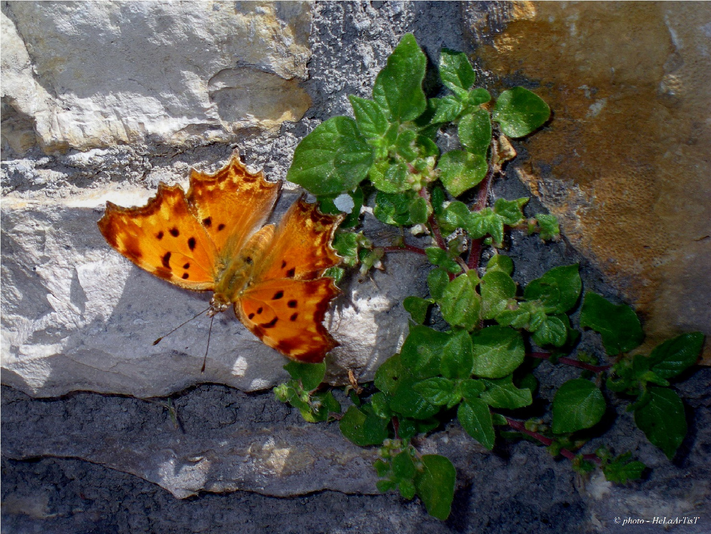 nymphalis polychloros