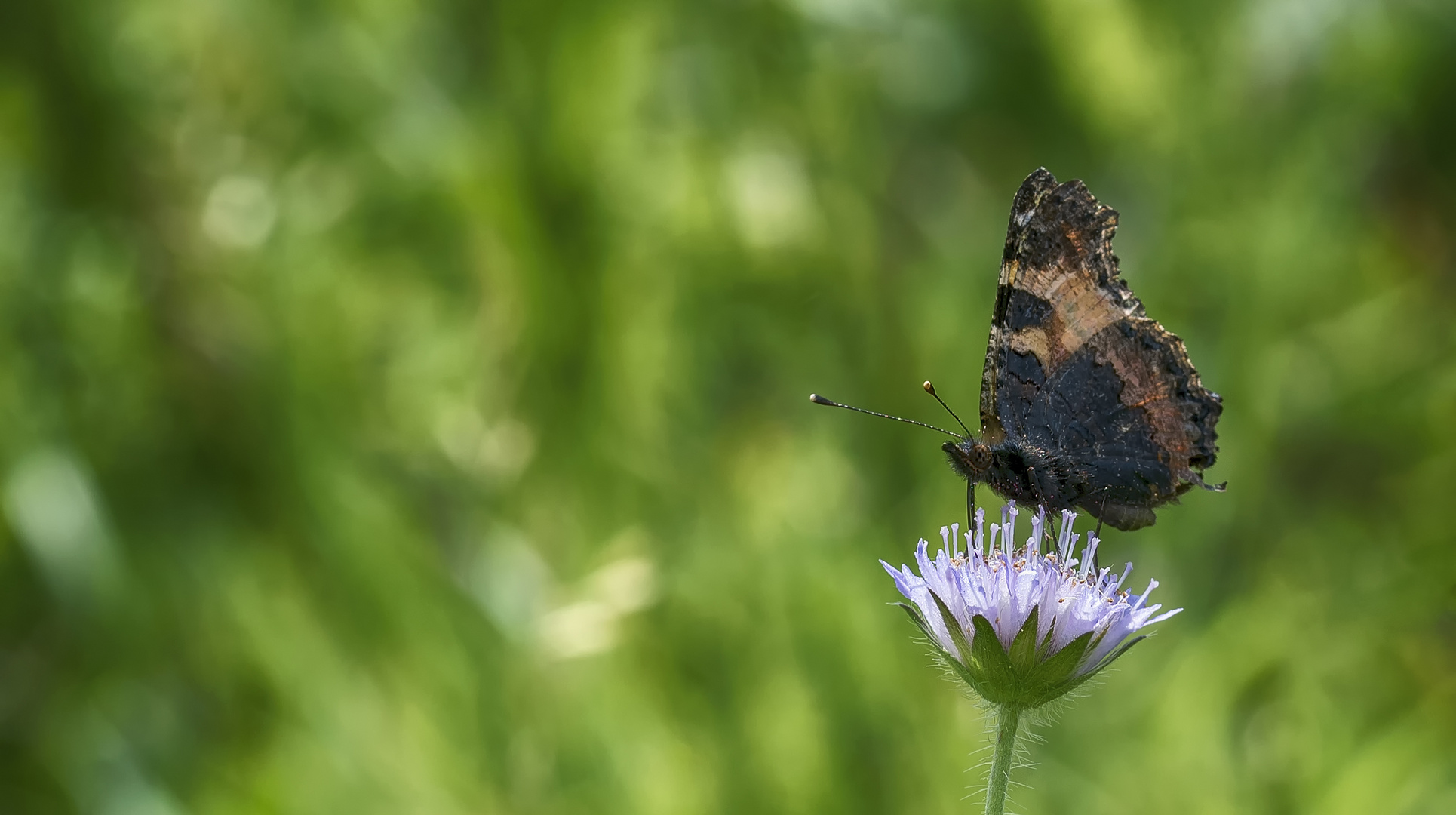 Nymphalis urticae