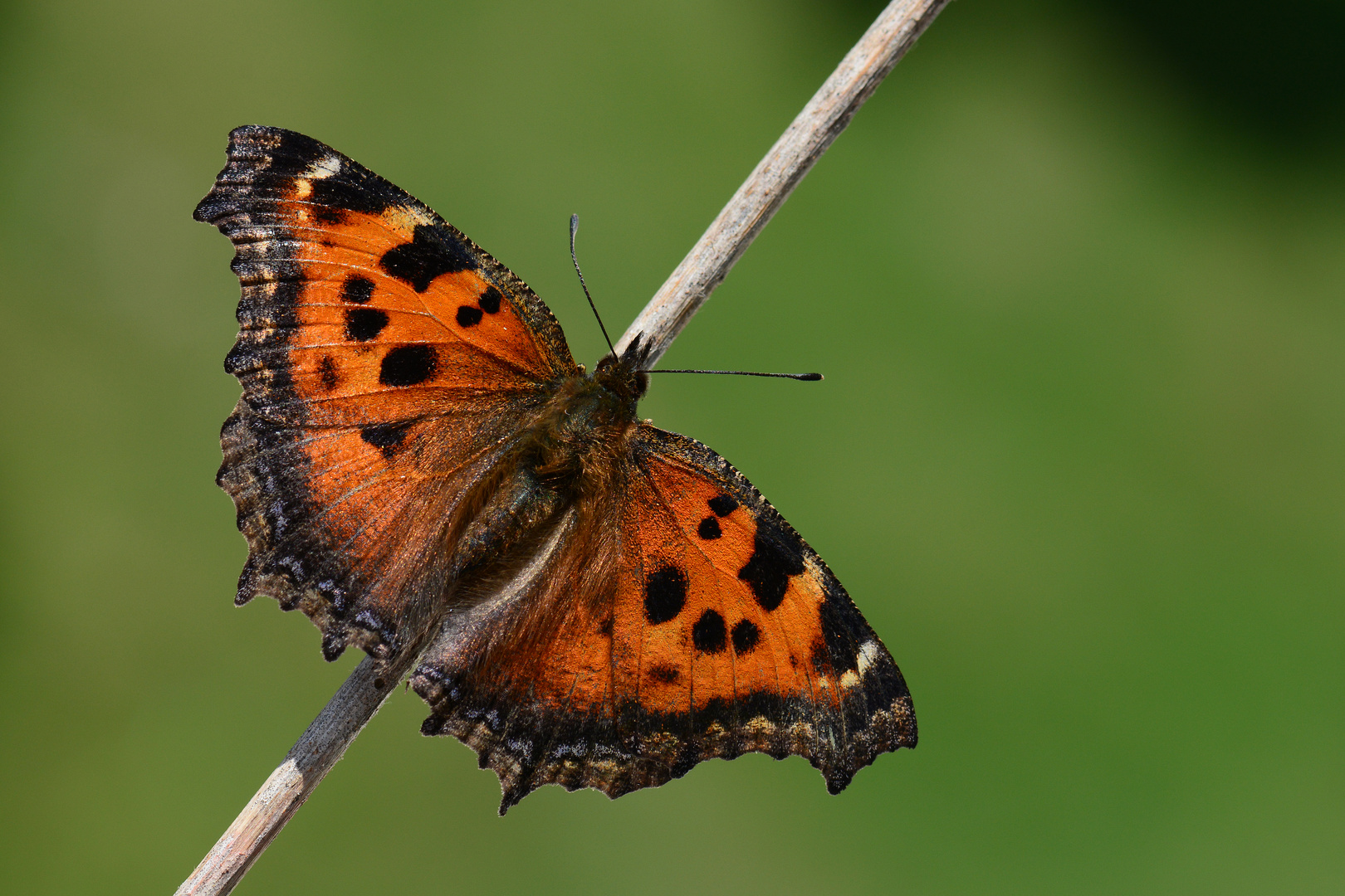 Nymphalis xanthomelas , Scarce Tortoiseshell