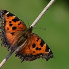 Nymphalis xanthomelas , Scarce Tortoiseshell