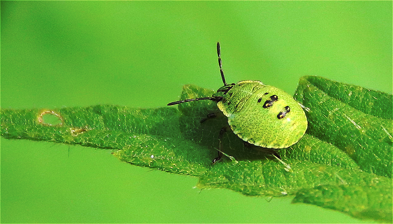 Nymphe.... Foto & Bild natur, nahaufnahme, insekt Bilder auf