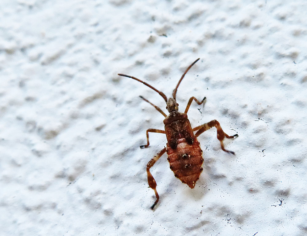 Nymphe Foto & Bild natur, insekten, tiere Bilder auf