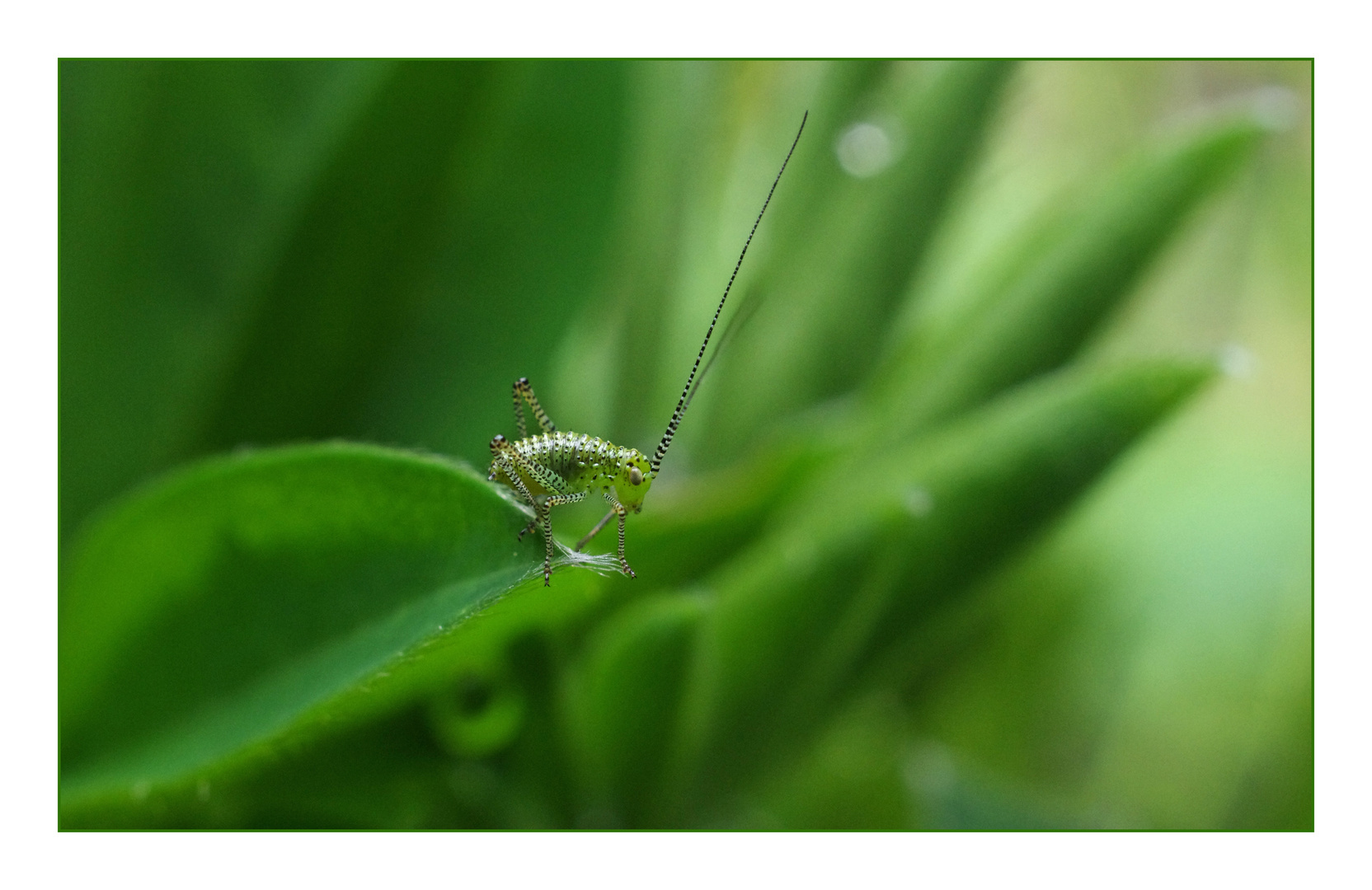 Nymphe Foto & Bild archiv, a r c h i v aktuell, meine besten 2012