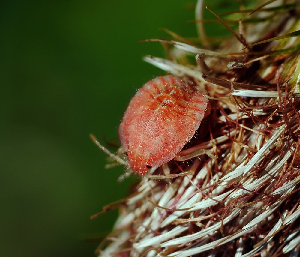 Nymphe... Foto & Bild natur, unterwegs, insekten Bilder auf