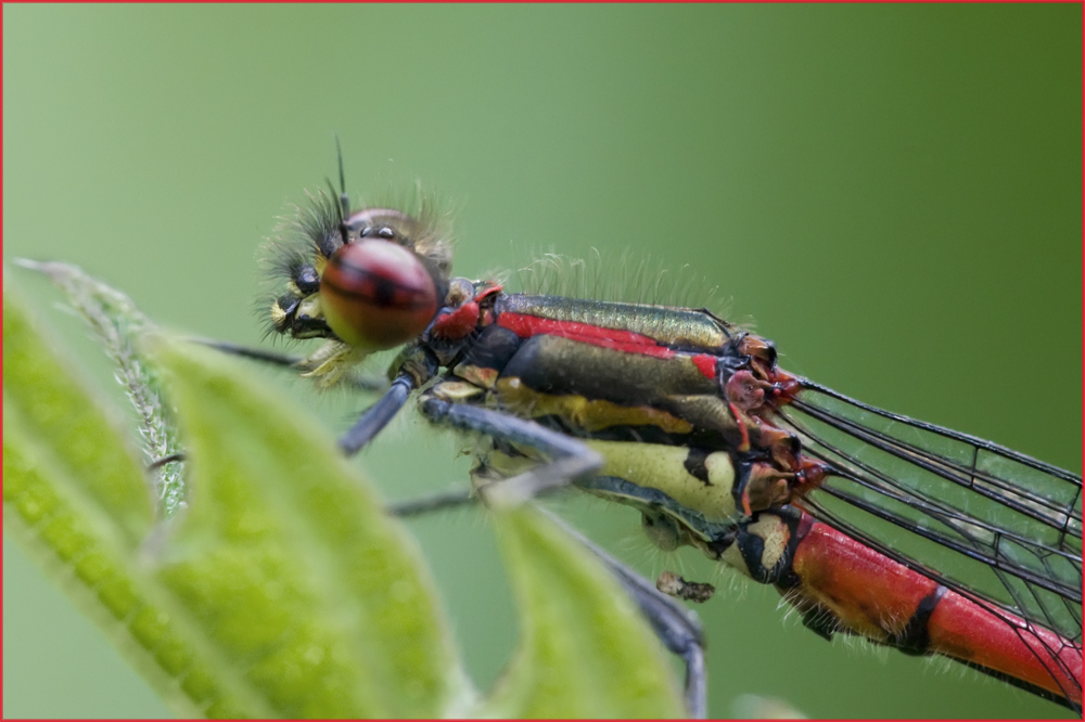 Nymphe au corps de feu mâle (Pyrrhosoma nymphula) 2