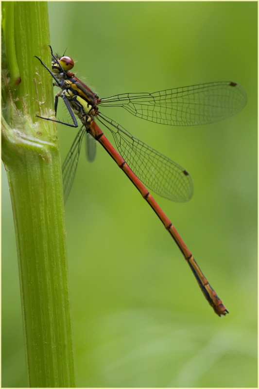 Nymphe au corps de feu (Pyrrhosoma nymphula)