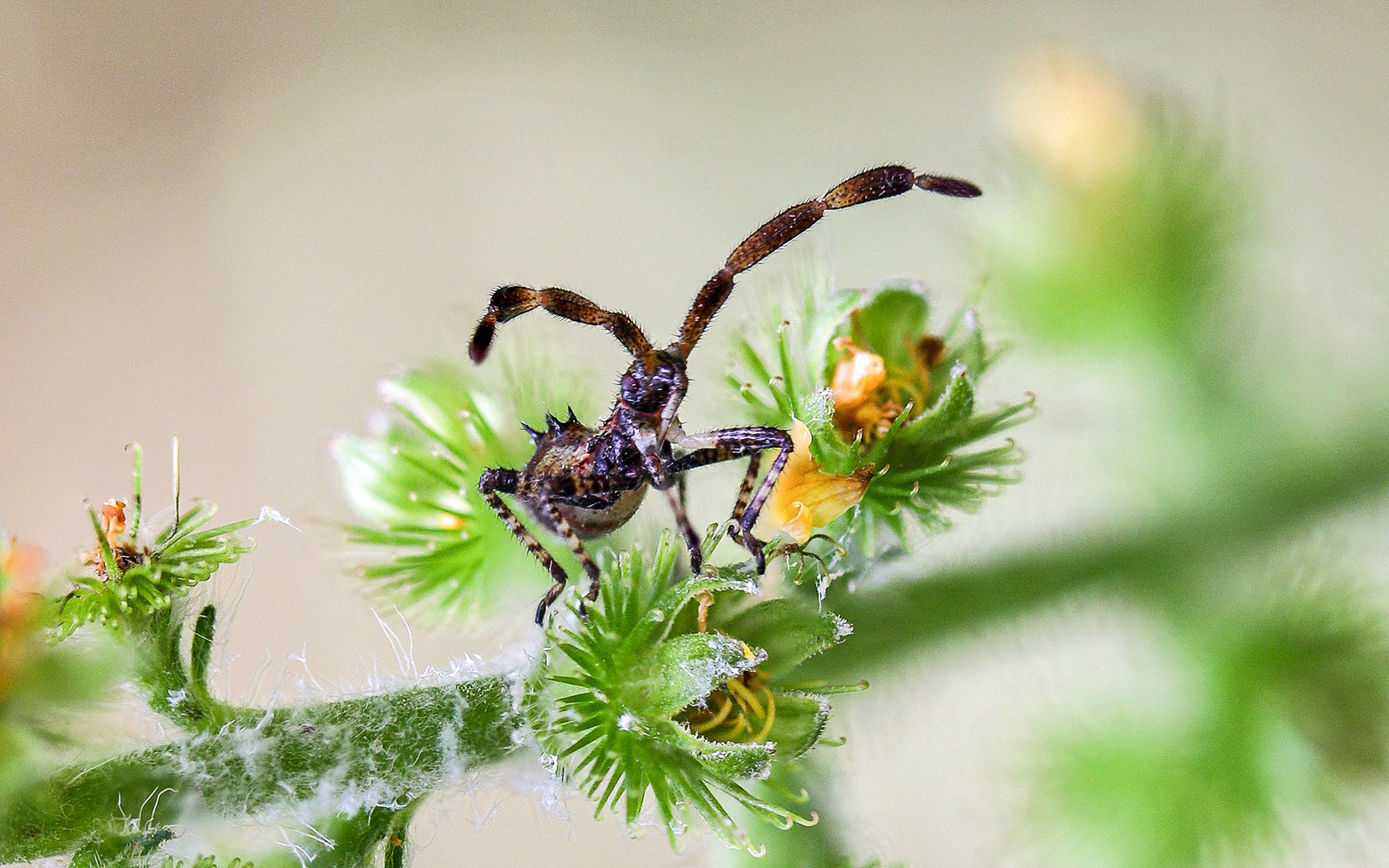 Nymphe (Coreus marginatus)