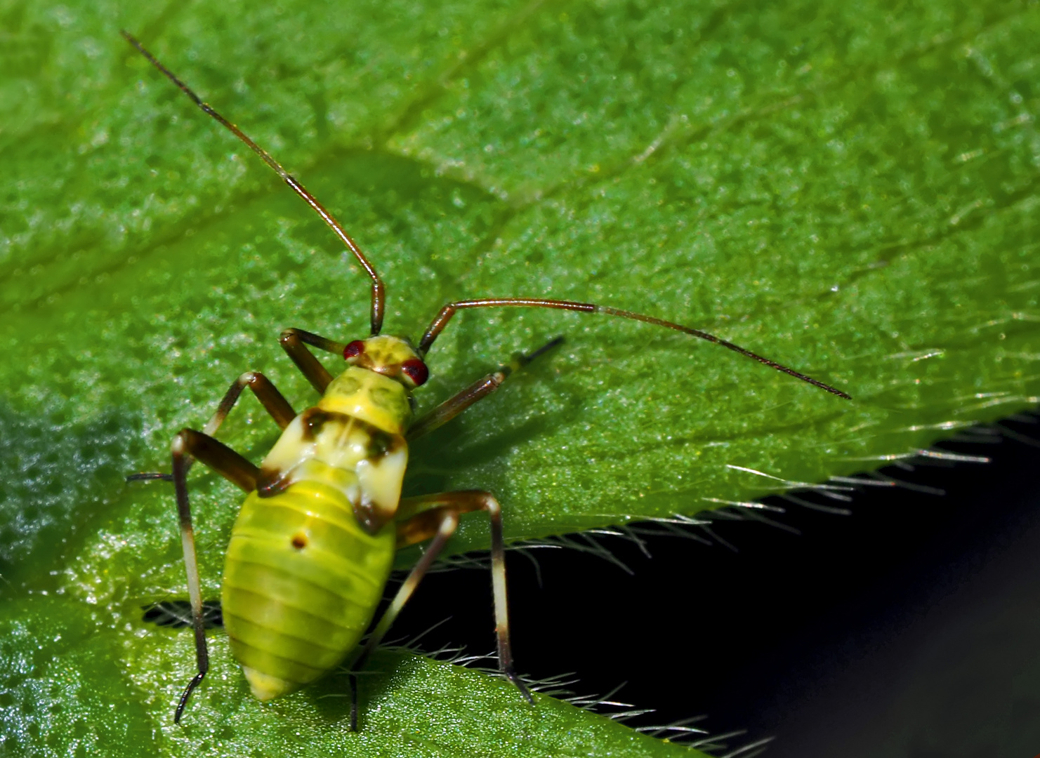 Nymphe der Almen-Schmuckwanze (Calocoris alpestris) - Une nymphe de punaise alpine...