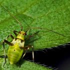 Nymphe der Almen-Schmuckwanze (Calocoris alpestris) - Une nymphe de punaise alpine...