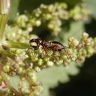 Nymphe der Ameisen-Sichelwanze auf Großer Brennessel
