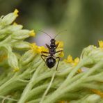 Nymphe der Ameisen-Sichelwanze (Himacerus mirmicoides) auf gelber Schafgarbe