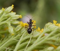 Nymphe der Ameisen-Sichelwanze (Himacerus mirmicoides) auf gelber Schafgarbe