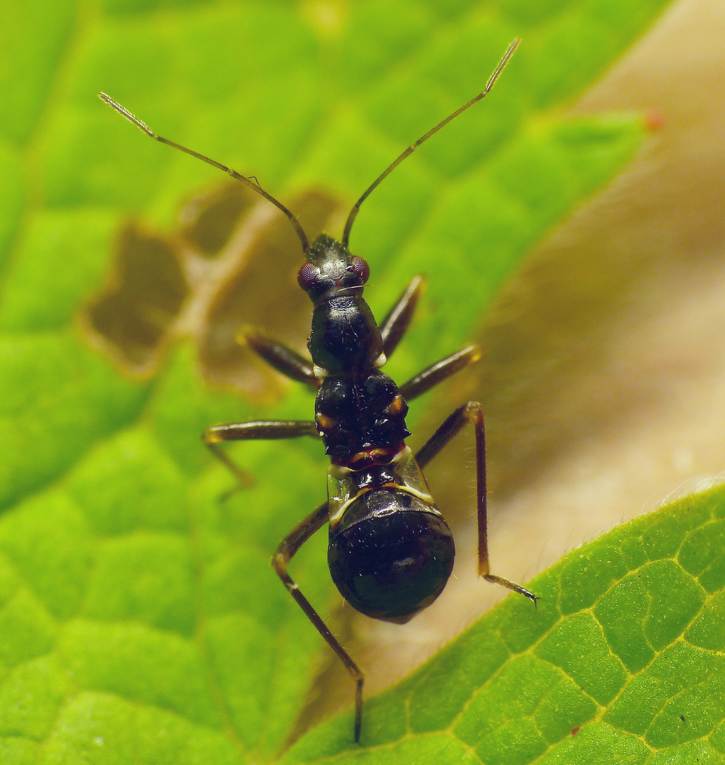 Nymphe der Ameisensichelwanze (Himacerus mirmicoides) - Mittleres Larvenstadium