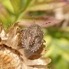 Nymphe der Beerenwanze (Dolycoris baccarum) - L5 Larvenstadium