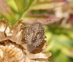 Nymphe der Beerenwanze (Dolycoris baccarum) - L5 Larvenstadium