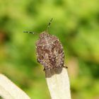 Nymphe der Beerenwanze (Dolycoris baccarum) - L5 Larvenstadium