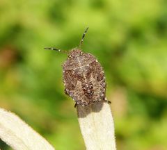 Nymphe der Beerenwanze (Dolycoris baccarum) - L5 Larvenstadium