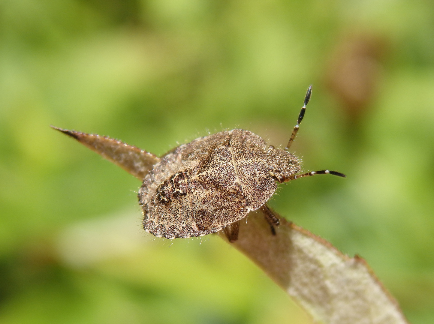 Nymphe der Beerenwanze (Dolycoris baccarum) - L5 Larvenstadium