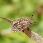 Nymphe der Beerenwanze (Dolycoris baccarum) - L5 Larvenstadium