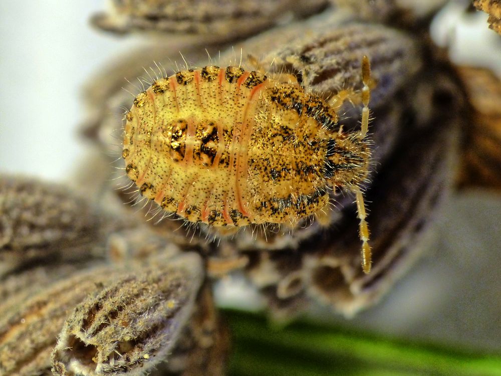 Nymphe der Beerenwanze (Dolycoris baccarum) - mittleres Larvenstadium