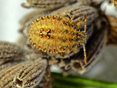 Nymphe der Beerenwanze (Dolycoris baccarum) - mittleres Larvenstadium