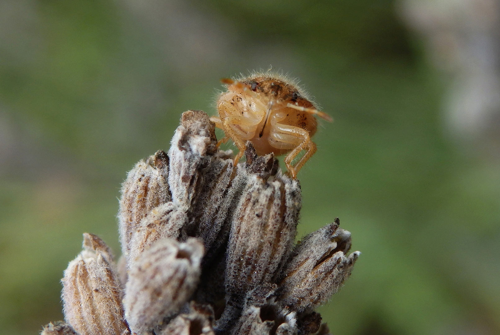 Nymphe der Beerenwanze (Dolycoris baccarum) - mittleres Larvenstadium