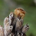 Nymphe der Beerenwanze (Dolycoris baccarum) - mittleres Larvenstadium