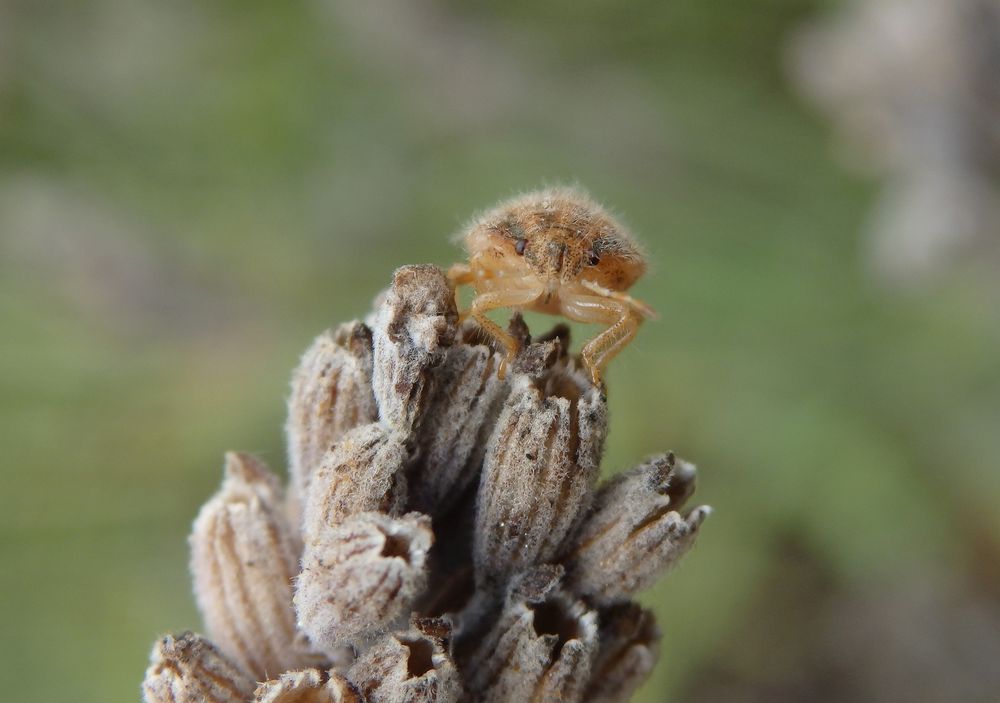 Nymphe der Beerenwanze (Dolycoris baccarum) - mittleres Larvenstadium