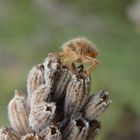 Nymphe der Beerenwanze (Dolycoris baccarum) - mittleres Larvenstadium