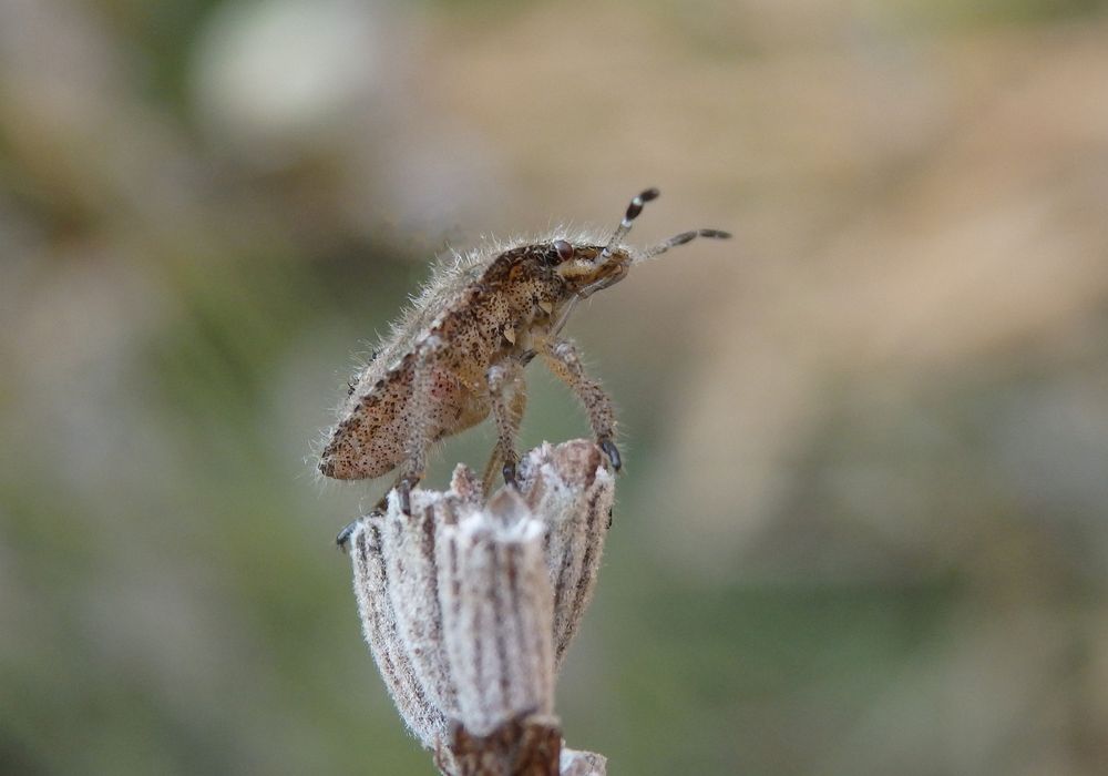 Nymphe der Beerenwanze (Dolycoris baccarum) - spätes Larvenstadium