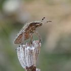 Nymphe der Beerenwanze (Dolycoris baccarum) - spätes Larvenstadium