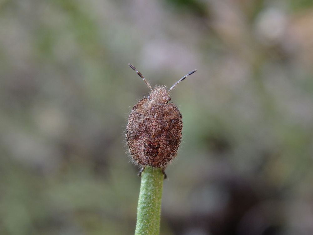 Nymphe der Beerenwanze (Dolycoris baccarum) - spätes Larvenstadium