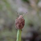 Nymphe der Beerenwanze (Dolycoris baccarum) - spätes Larvenstadium