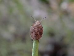 Nymphe der Beerenwanze (Dolycoris baccarum) - spätes Larvenstadium